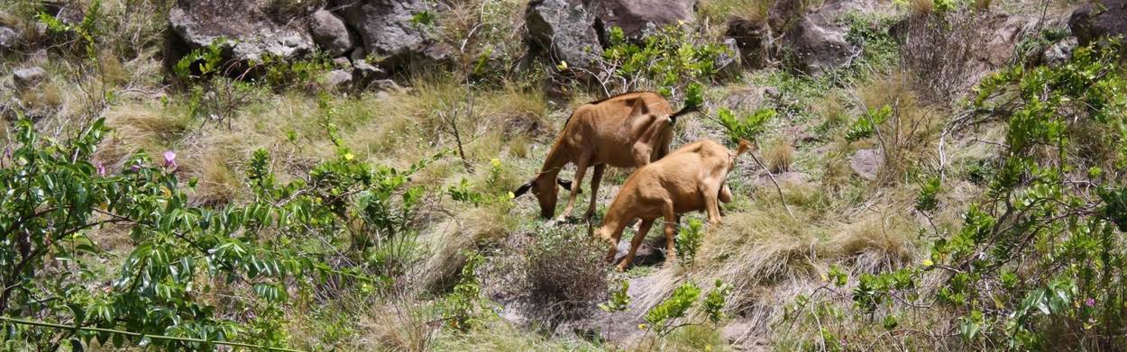 Saba geiten in het wild