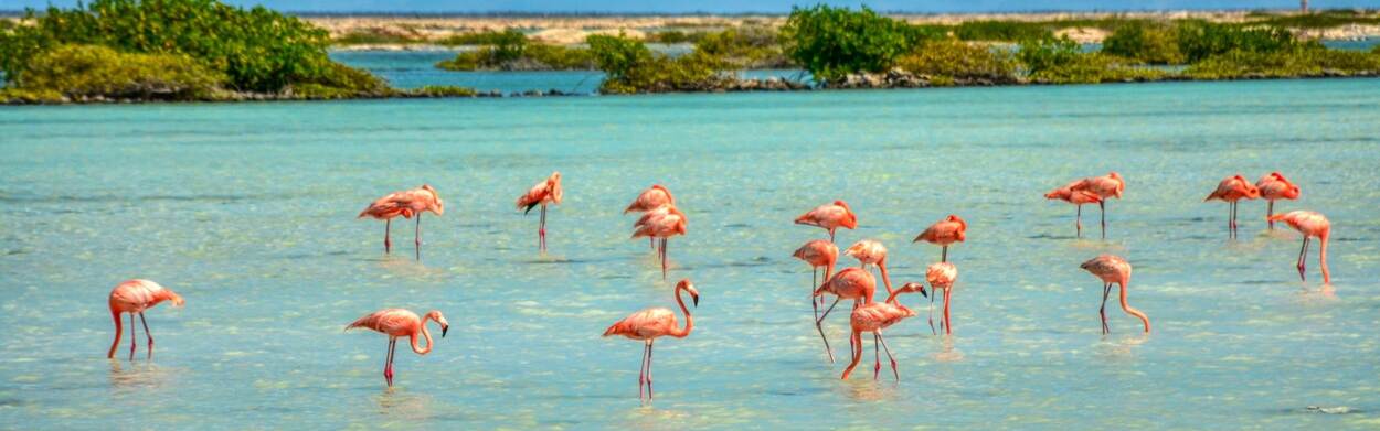 Flamingos op Bonaire